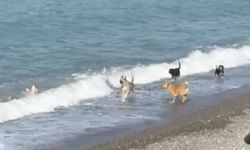 ÇATALZEYTİN'DE SICAKTAN BUNALAR KÖPEKLER DENİZDE SERİNLEDİ