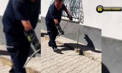 DOĞALGAZ KUTUSUNA GİREN YILAN YAKALANDI