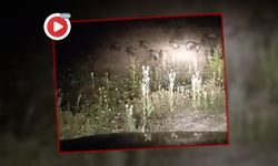 EFLANİ’DE DOMUZ SÜRÜSÜ GÖRÜNTÜLENDİ