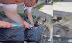 DÜZCE'DE MUHTAR SUSAYAN KÖPEĞİ ELİ İLE SU İÇİRDİ