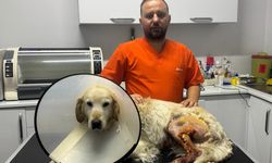 KÖPEĞİN AYAĞINDA 760 GRAM KİTLE ÇIKTI