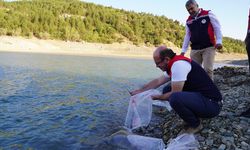 KASTAMONU'DA BARAJLARA 656 BİN YAVRU SAZAN BIRAKILDI