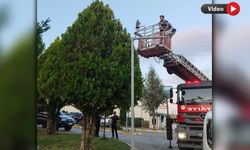 AĞAÇTA MAHSUR KALAN KEDİYİ İTFAİYE EKİPLERİ KURTARDI