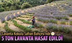35 DEKAR ALANDA 5 TON LAVANTA ELDE EDİLDİ