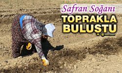 SAFRAN SOĞANI TOPRAKLA BULUŞTU