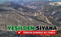 ORMANLARDA YEŞİLDEN SİYAHA ACI TABLO