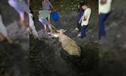 ZONGULDAK'TA KAYBOLAN İNEK BATAKLIKTA BULUNDU