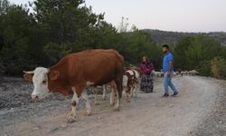 KASTAMONU'DA VATANDAŞLAR KÖYLERİNE KAVUŞTU