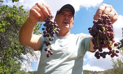 BOLU'DA PEKMEZLİK ÜZÜMLERİN HASADI YAPILDI