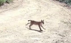 ÇANKIRI'DA VAŞAK FOTOKAPANA YAKALANDI
