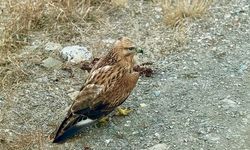 DADAY'DA YARALI BULUNAN ŞAHİN TEDAVİ ALTINDA