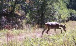BOLU'DA NADİR GÖRÜLEN KIZIL GEYİKLER GÖRÜNTÜLENDİ
