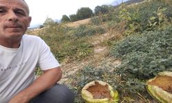 MUDURNU'DA KARGALAR 80 KARPUZU DELİK DEŞİK ETTİ