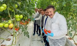 SERA OSB'NİN İLK DOMATES HASATI GERÇEKLEŞTİ