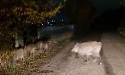 AÇ KALAN DOMUZLAR ŞEHİR MERKEZLERİNE İNDİ