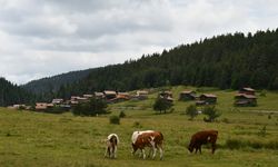 ARAÇ'TA YAYLALAR HAYVANCILIĞIN KAPISI OLAMA DEVAM EDİYOR