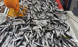 BARTIN'DA HAMSİNİN FİYATI 200 LİRAYA ÇIKTI