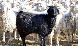 BOLU SEBEN'DE 500 BAŞ KEÇİ ÜRETİLECEK