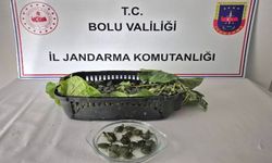 JANDARMA YOLCU OTOBÜSÜNDE 500 TANE SU KAPLUMBAĞASI YAKALANDI
