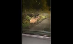 ZONGULDAK'TA BOZAYI KAMERAYA YANSIDI