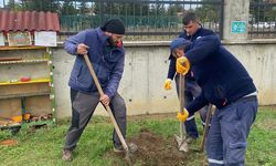 ÇEVRE GÖNÜLLÜSÜ "81 İLE 81 FİDAN" YÜRÜYÜŞÜNDE 71. FİDANI BOLU'YA DİKTİ