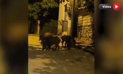 AÇ KALAN YABAN DOMUZLARI MAHALLEYE İNDİ