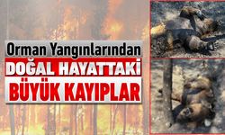 DOĞAL HAYATTAKİ BÜYÜK KAYIPLAR YENİ ORTAYA ÇIKIYOR