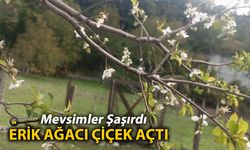 MEVSİMLER ŞAŞIRDI ERİK AĞACI ÇİÇEK AÇTI