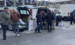 GAL ARISI İSTİLASI ALAPLI KUZU KESTANESNİ VURDU