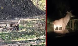 KARABÜK'TE GEYİK VE KARACA GÖRÜLDÜ