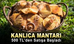 KANLICA MANTARI 500 TL’DEN SATIŞA BAŞLADI