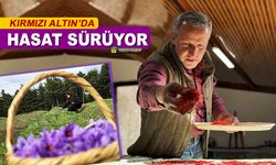 KIRMIZI ALTIN'DA HASAT SÜRÜYOR