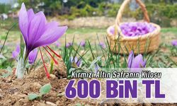 KIRMIZI ALTIN SAFRANIN KİLOSU 600 BİN LİRA