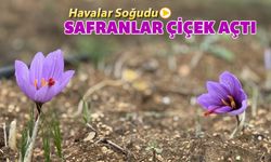 HAVALAR SOĞUDU SAFRANLAR ÇİÇEK AÇTI