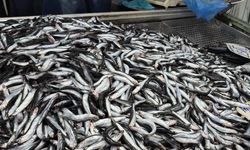 SICAKLAR PALAMUT POPÜLASYONUNU OLUMSUZ ETKİLEDİ