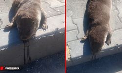 SU SAMURU TELEF OLDU