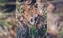 DÜNYANIN EN ZEHİRLİ YILANI ENGEREK YILANI GÖRÜLDÜ