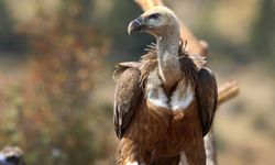 TÜRKİYE'NİN TEK AKBABA İZLEME İSTASYONU BOLU'DA