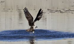 ABANA'DA BALIK FOTOĞRAFÇILARI KARTALLARI GÖRÜNTÜLEDİ
