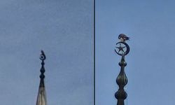 DÜNYANIN EN HIZLI KUŞU ALACA ŞAHİN GÖRÜNTÜLENDİ