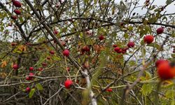 ALAPLI'DA KUŞBURNUNUN HASADI BAŞLADI