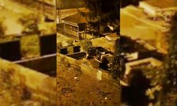 MEZARLIKTA AYI YAVRUALARI GÖRÜLDÜ