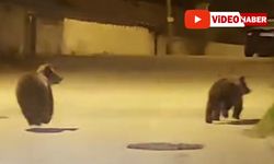 YOLDA KOŞAN YAVRU AYILAR KAMERADA