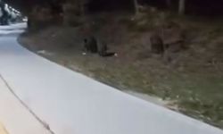 BAİBÜ KAMPÜSÜNE AÇ KALAN DOMUZLAR DADANDI