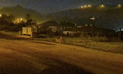 BARTIN'DA ŞEHİR MERKEZİNİ ÇAKALLAR MESKEN TUTTU