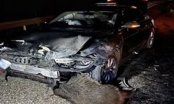 BELEDİYE BAŞKANININ ARABASI DOMUZ SÜRÜSÜNE ÇARPTI