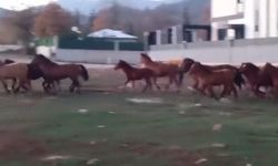 BOLU'DA AÇ KALAN YILKI ATLARI ŞEHİR MERKEZİNE İNDİ