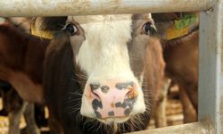 BOLU'DA ŞAP HASTALIĞI NEDENİ İLE 18 KÖY VE 4 MAHALLE KARANTİNA ALTINDA