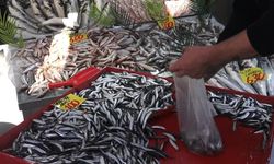 ÇANKIRI'DA HAMSİNİN KİLOSU 100 LİRADAN ALICI BULDU