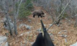 DOMUZ AVINDA YANLIŞLIKLA VURULDU